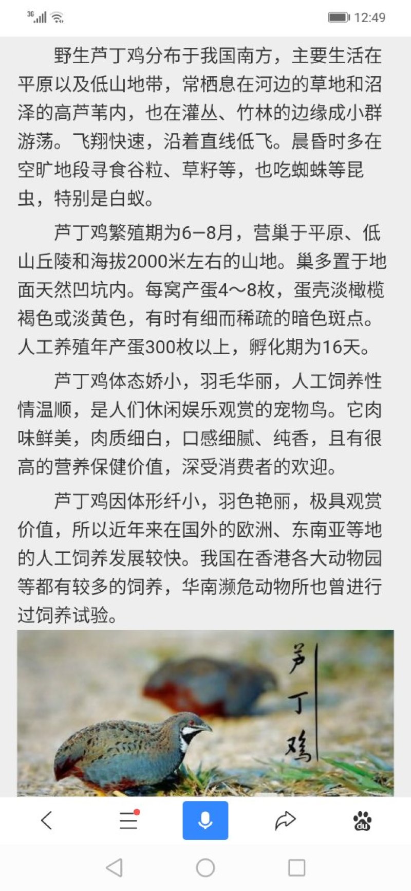 芦丁鸡青年种鸡