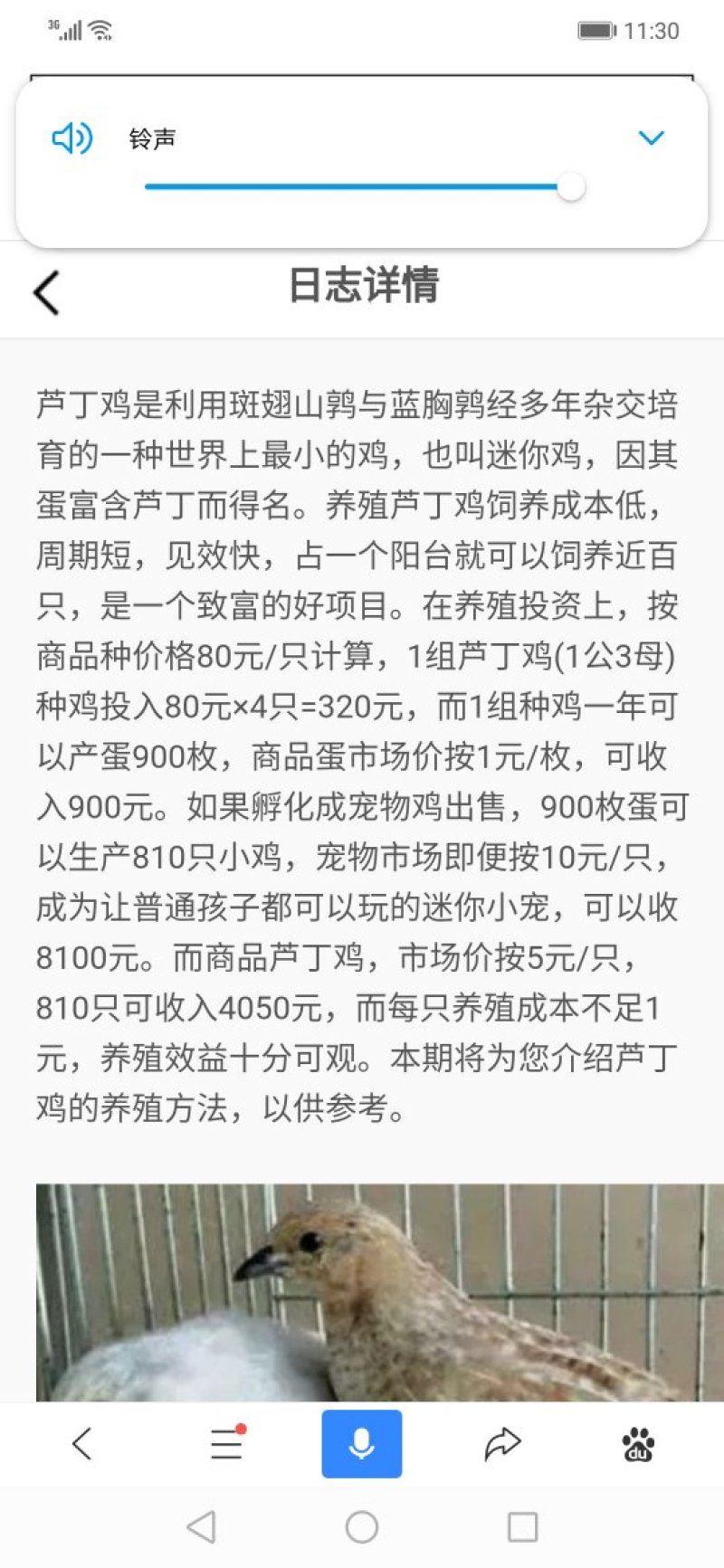 芦丁鸡青年种鸡