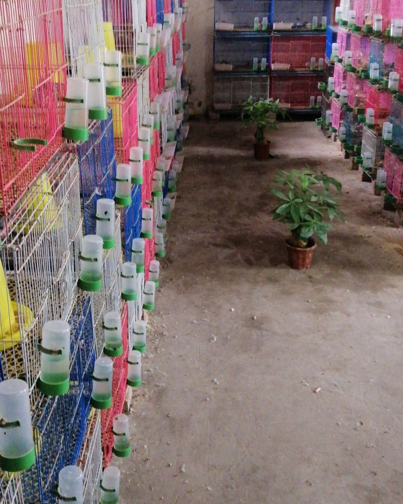 芦丁鸡青年种鸡