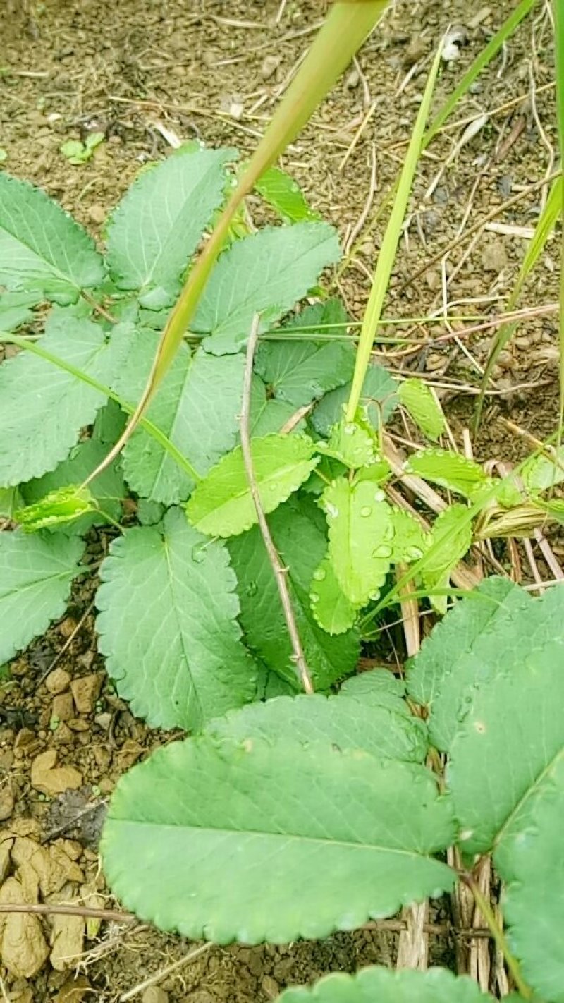 地榆，野生，新鲜，现挖现卖，无污染无残留。