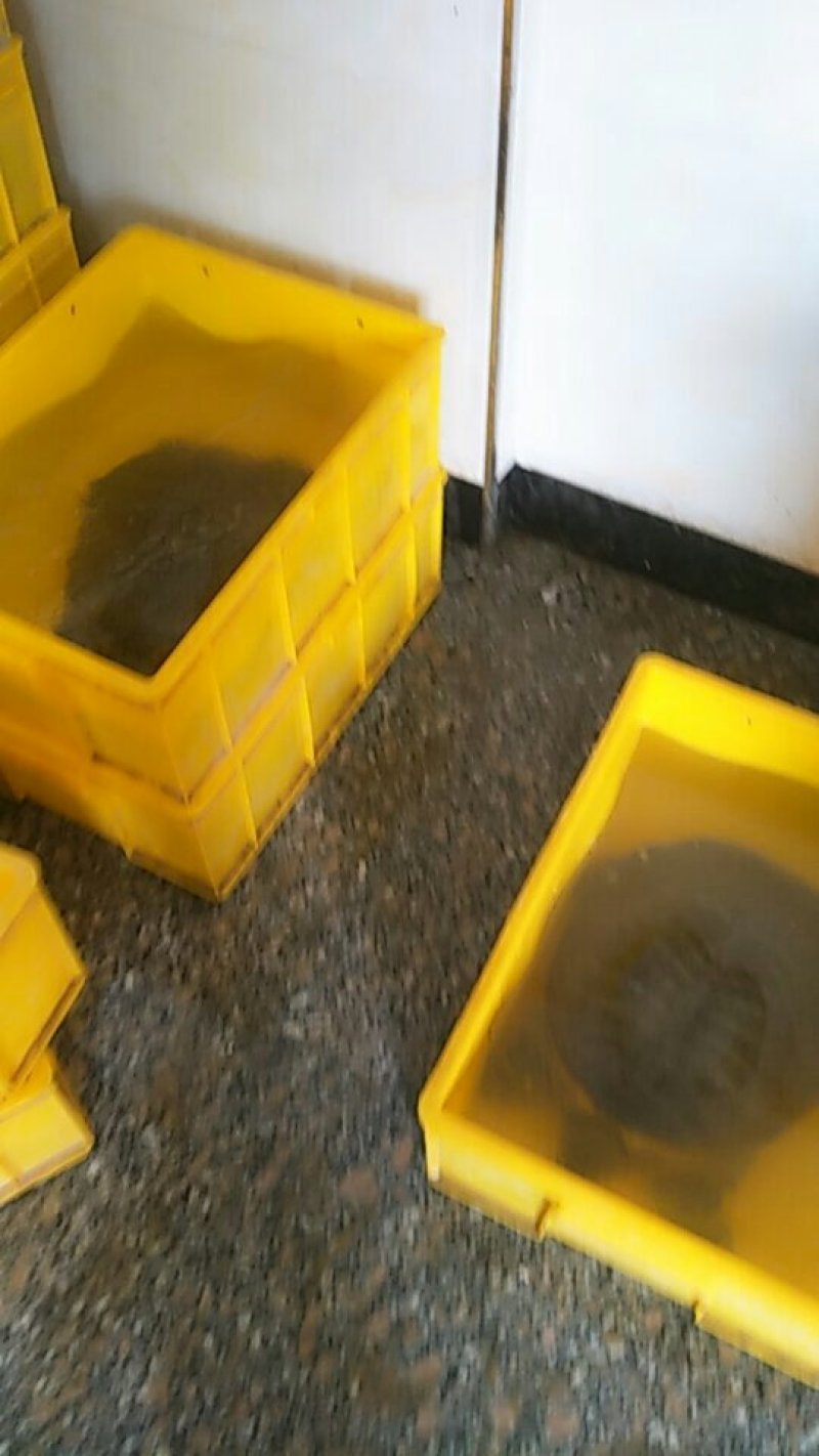 生态老甲鱼