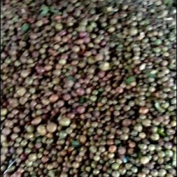 野生油茶果