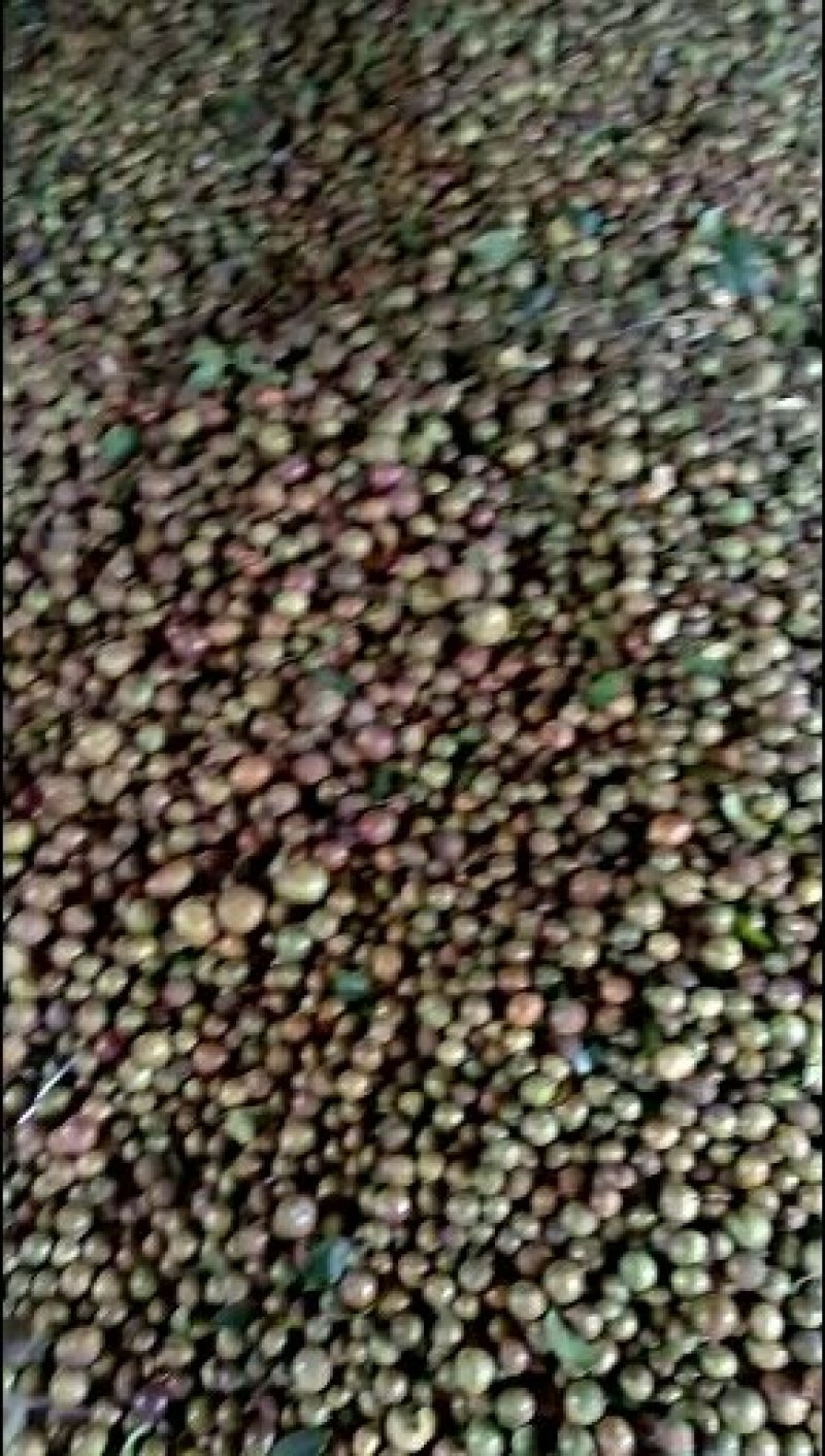 野生油茶果