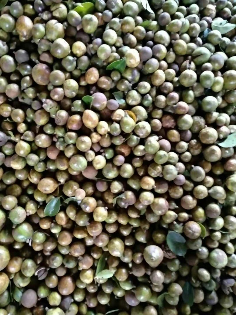 野生油茶果