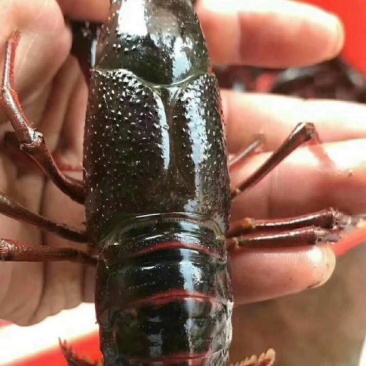 种虾