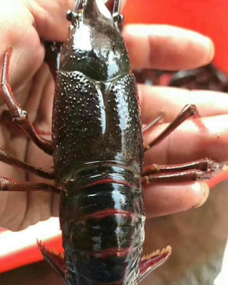 种虾