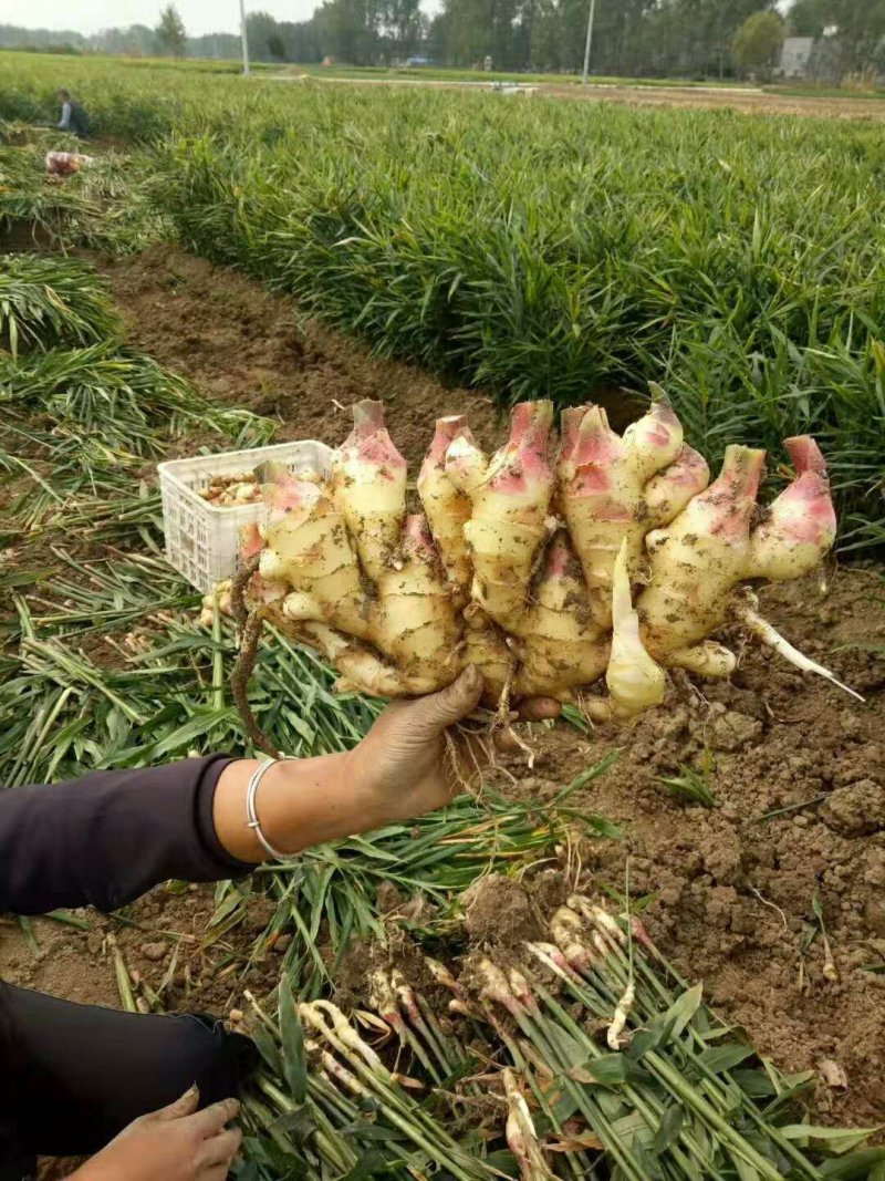 鲜姜红芽姜入库存窖窖口出租【块头大辣味足】产地直发