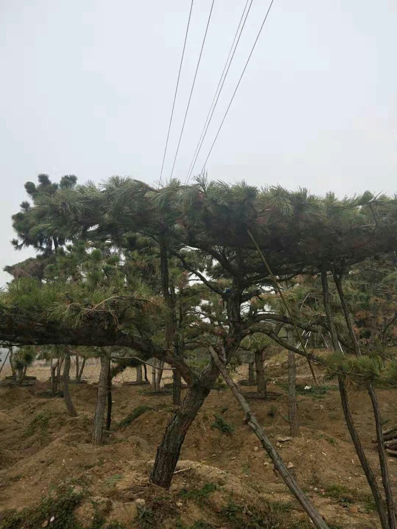 造型松