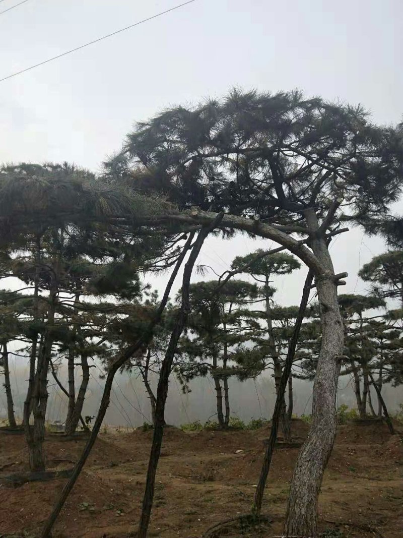 造型松