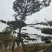 造型松