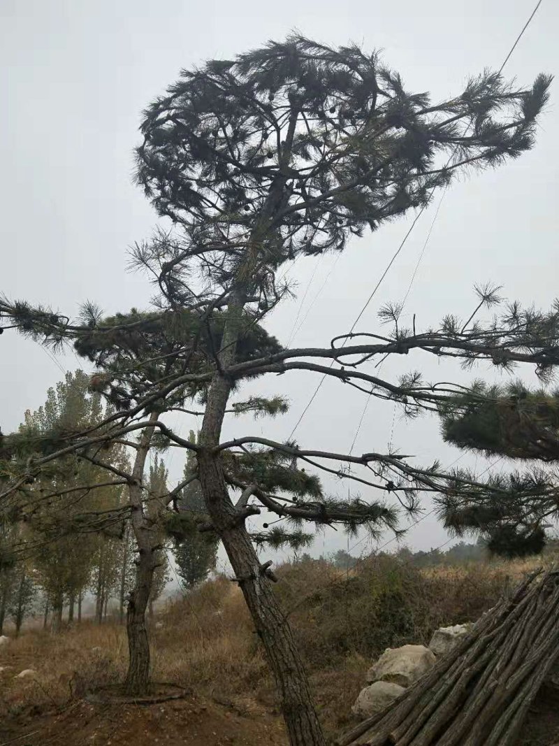 造型松
