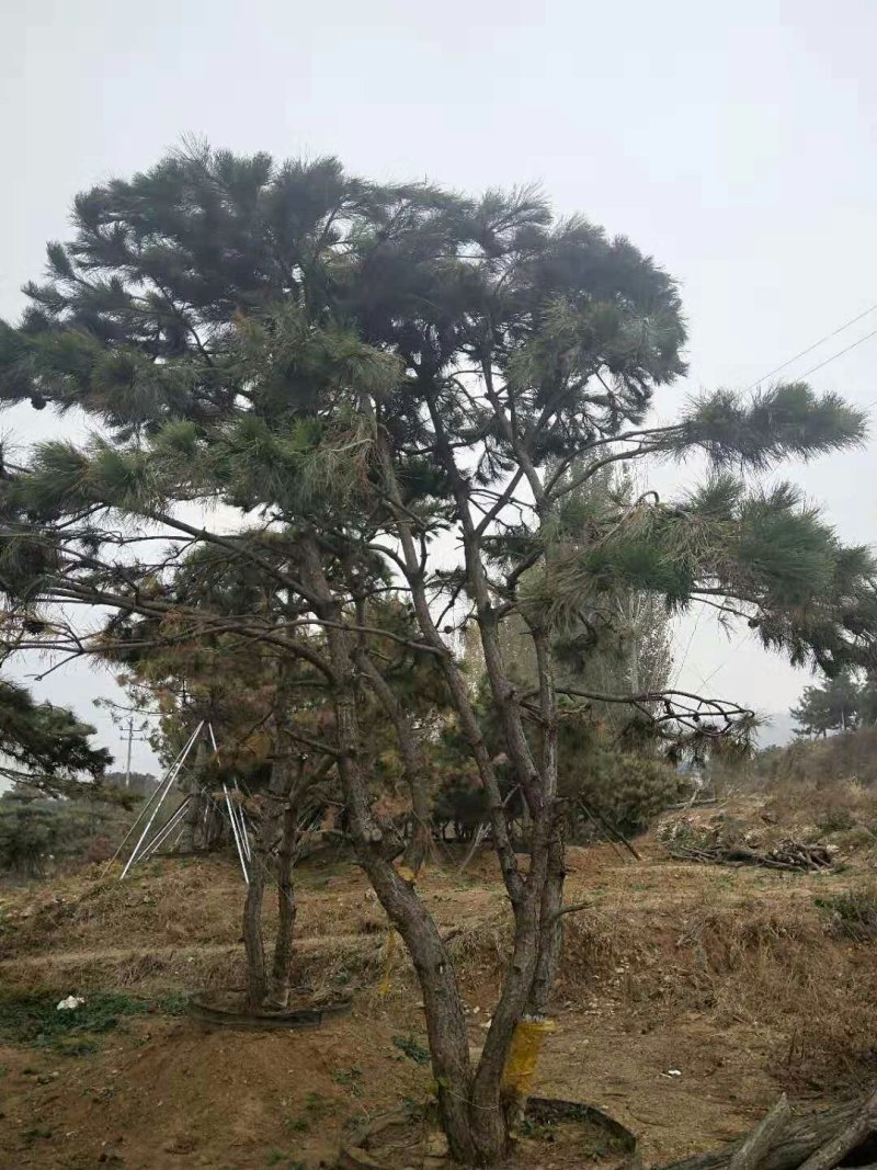 造型松