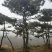 造型松