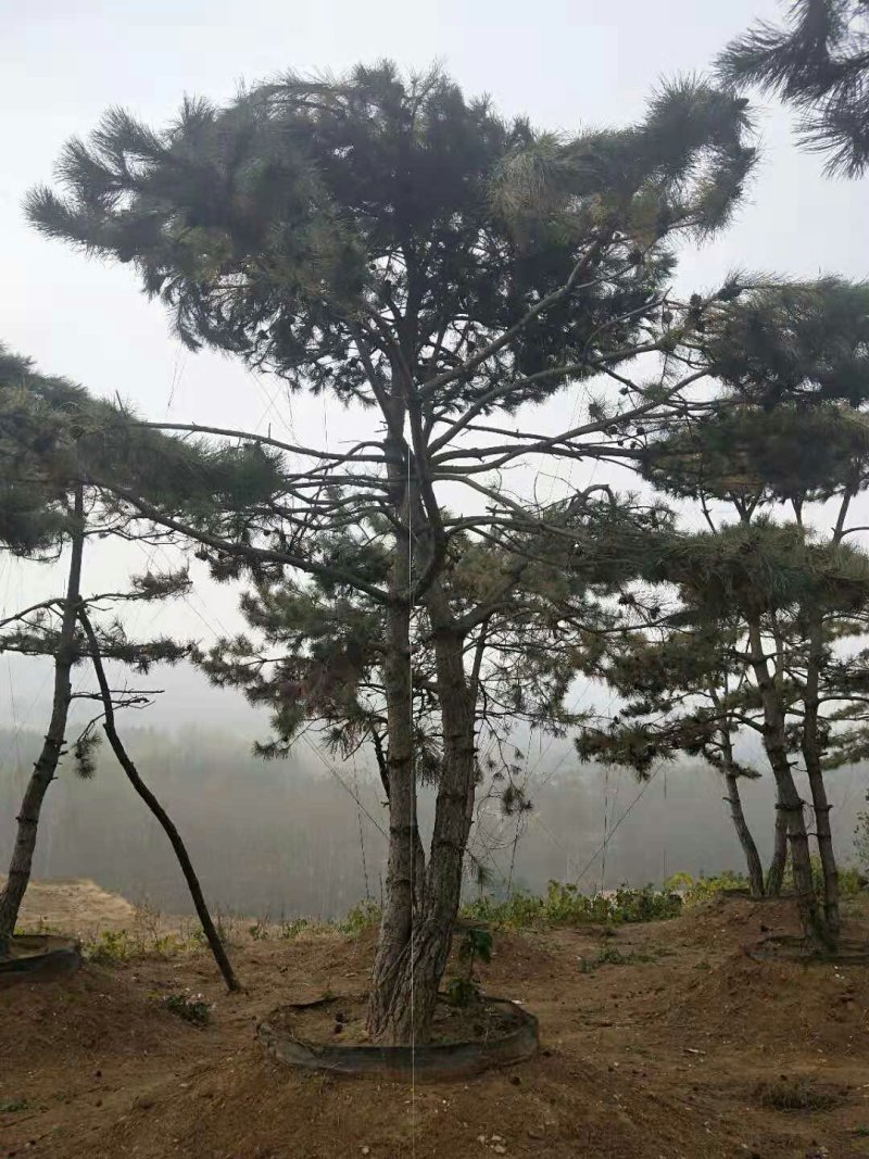 造型松