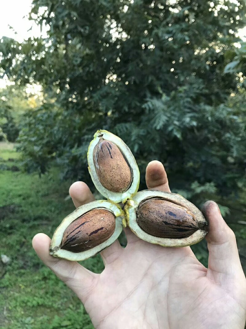 碧根果树，1-6公分的都有货，当年的树，有两年的树，