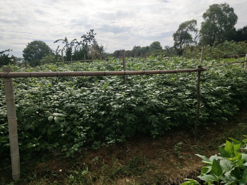 【有好货】吴茱萸(茶辣)苗，枝条，正宗江西中花，自产自销