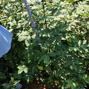 【有好货】吴茱萸(茶辣)苗，枝条，正宗江西中花，自产自销