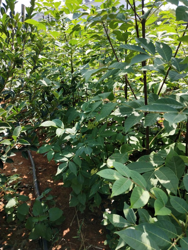 【有好货】吴茱萸(茶辣)苗，枝条，正宗江西中花，自产自销