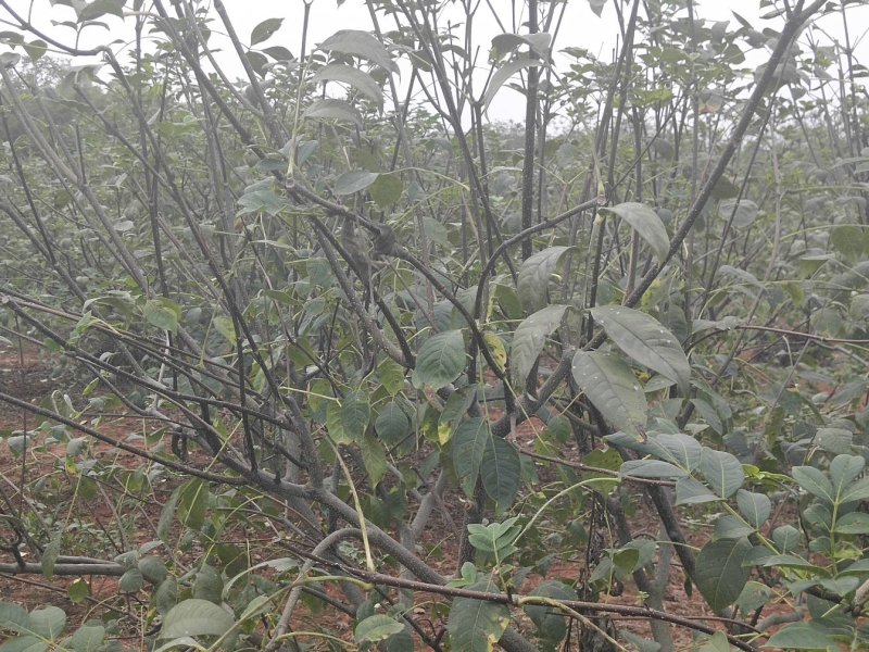 【有好货】吴茱萸(茶辣)苗，枝条，正宗江西中花，自产自销