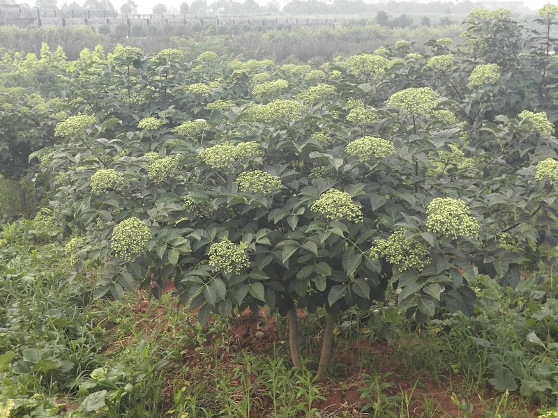 【有好货】吴茱萸(茶辣)苗，枝条，正宗江西中花，自产自销