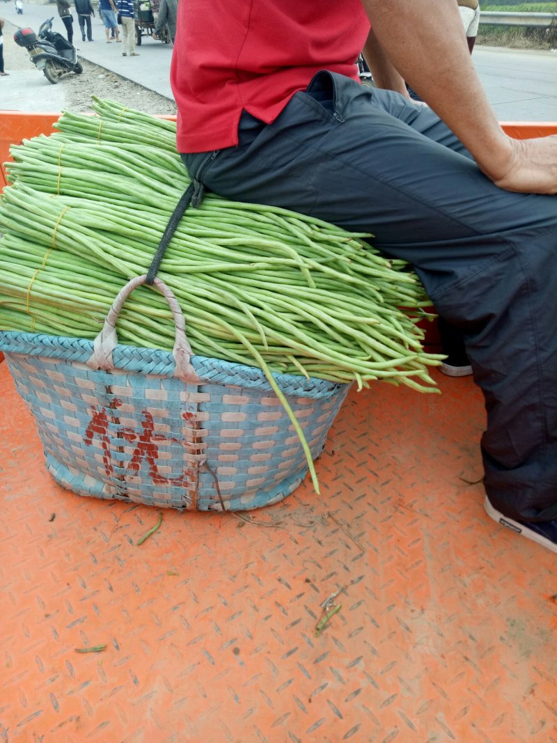 长豆角，豇豆，豇豆角。精品豆角