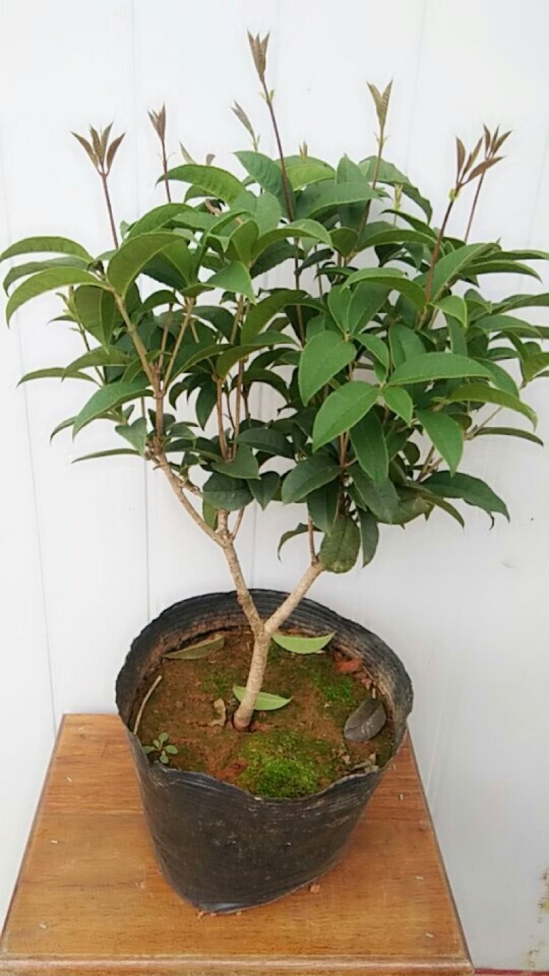 精品四季桂