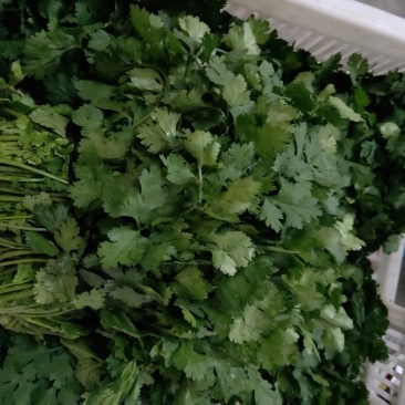 大叶香菜，一年四季供应