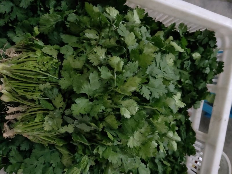大叶香菜，一年四季供应