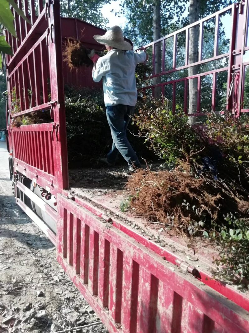 庭院绿化工程苗红叶小檗彩色苗木供应各种规格工程苗红叶