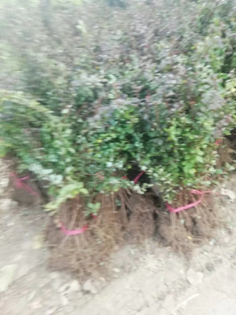 庭院绿化工程苗红叶小檗彩色苗木供应各种规格工程苗红叶