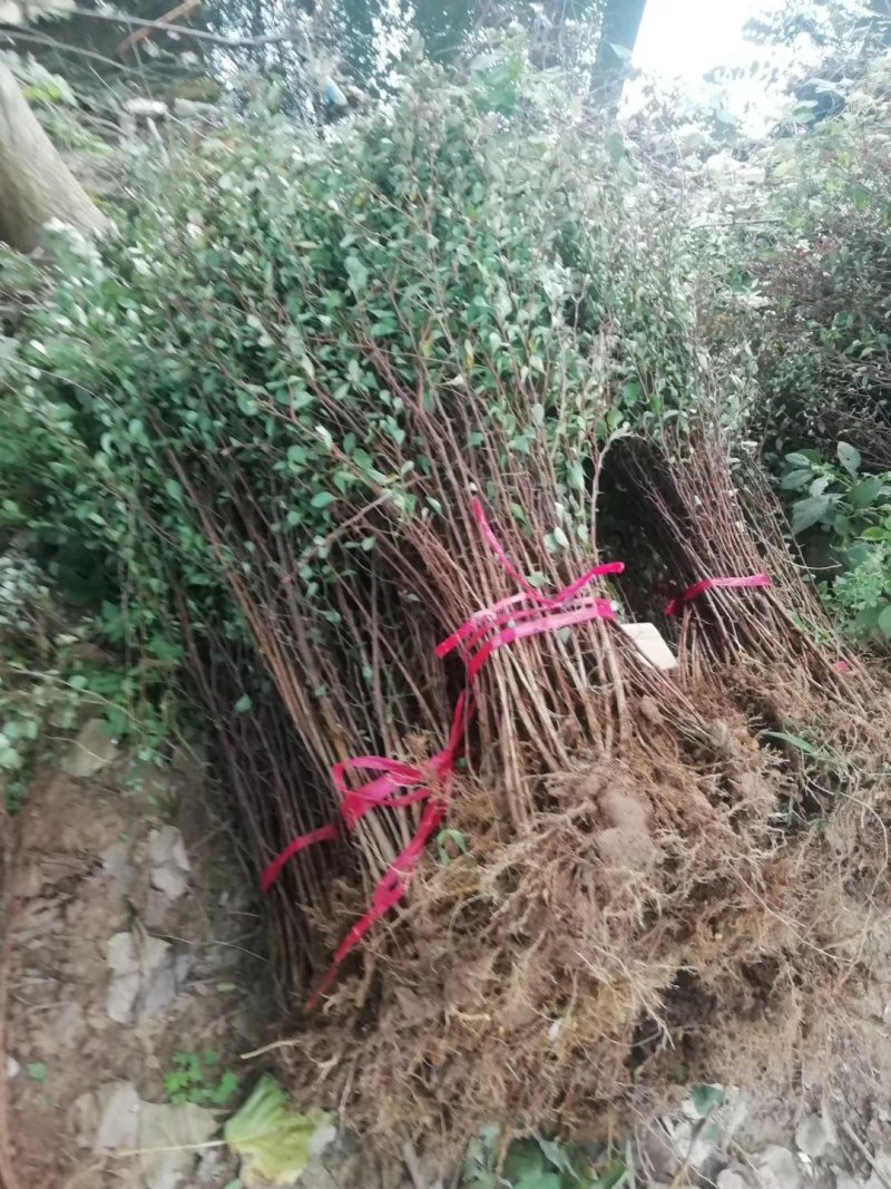 庭院绿化工程苗红叶小檗彩色苗木供应各种规格工程苗红叶