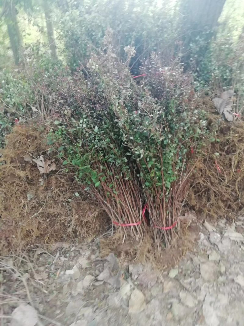 庭院绿化工程苗红叶小檗彩色苗木供应各种规格工程苗红叶