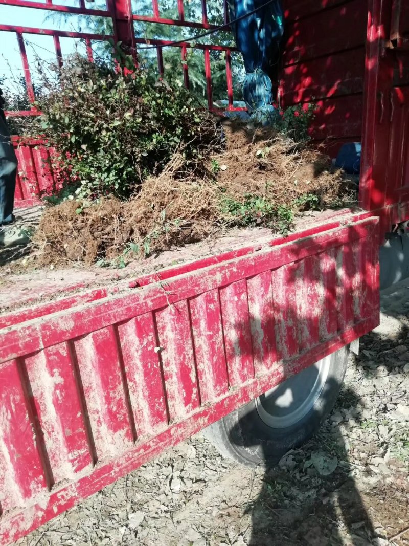 庭院绿化工程苗红叶小檗彩色苗木供应各种规格工程苗红叶