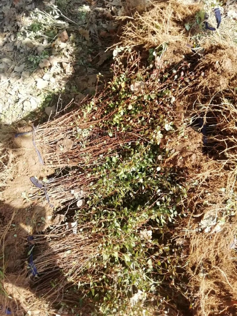 庭院绿化工程苗红叶小檗彩色苗木供应各种规格工程苗红叶