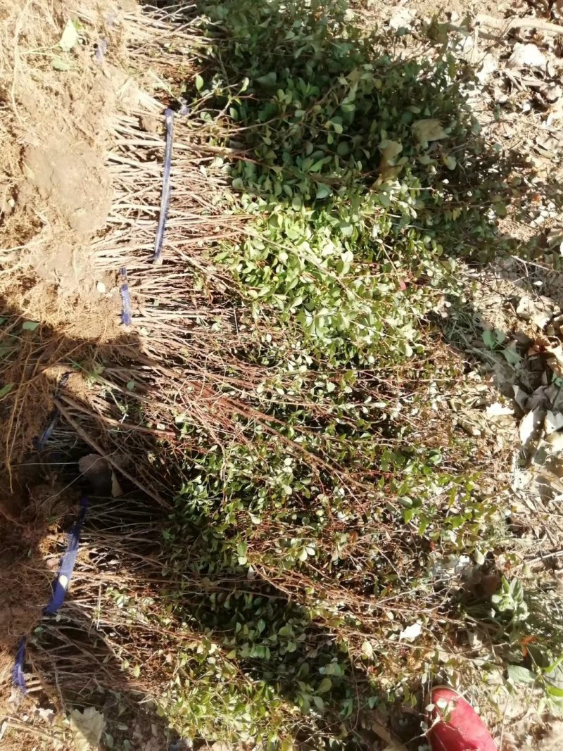庭院绿化工程苗红叶小檗彩色苗木供应各种规格工程苗红叶