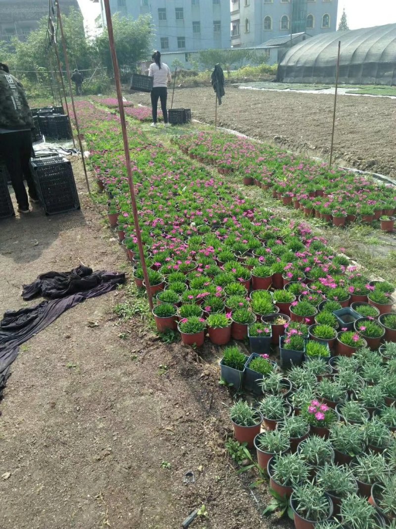 苗圃开发，欧石竹大量出货。不求价格求带走