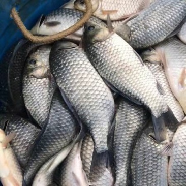 鲫鱼，彭泽鲫