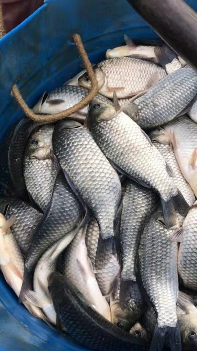 鲫鱼，彭泽鲫
