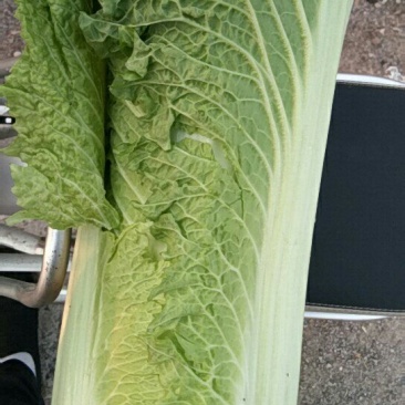 精品秋绿60个头均匀菜叶鲜绿