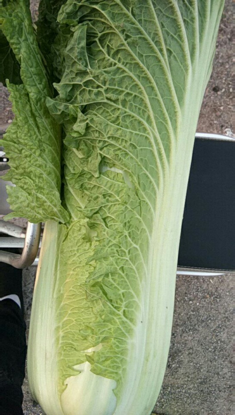 精品秋绿60个头均匀菜叶鲜绿