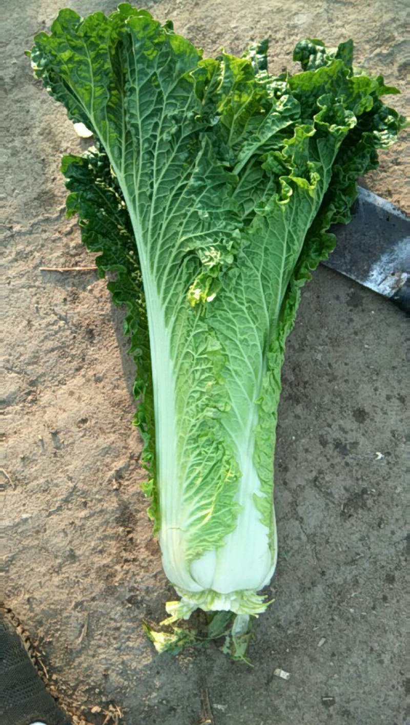 精品秋绿60个头均匀菜叶鲜绿