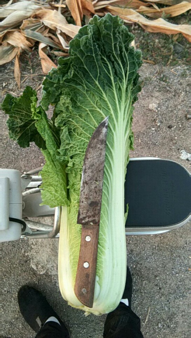 精品秋绿60个头均匀菜叶鲜绿