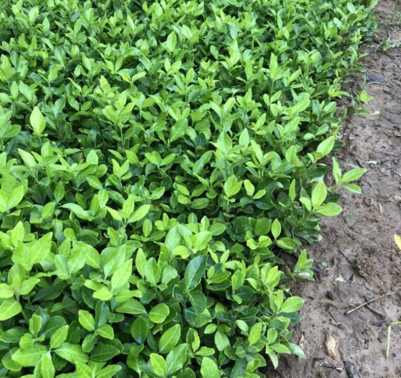 卫矛卫矛苗床苗各种规格大小苗欢迎实地考察