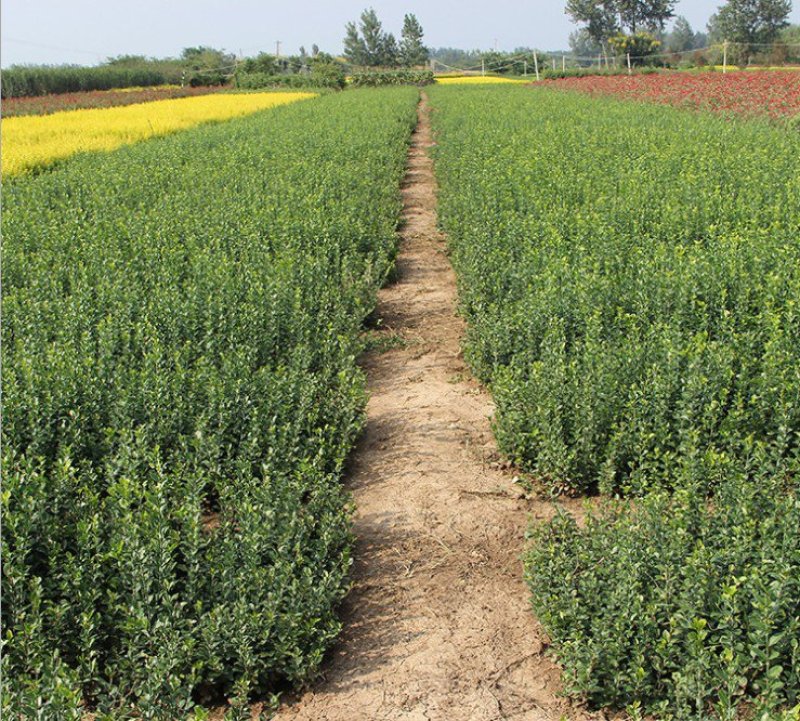 卫矛卫矛苗床苗各种规格大小苗欢迎实地考察