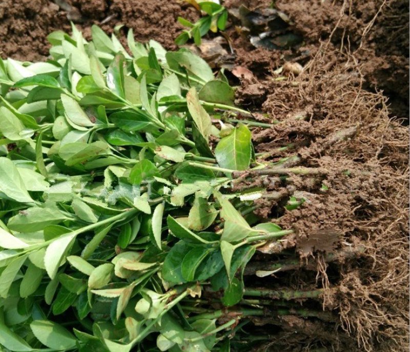 卫矛卫矛苗床苗各种规格大小苗欢迎实地考察