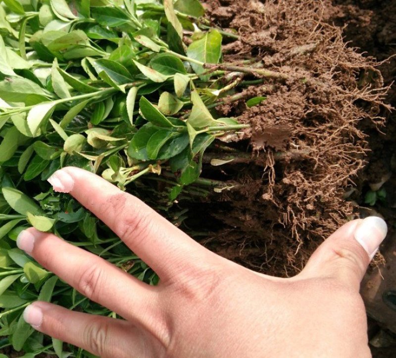 卫矛卫矛苗床苗各种规格大小苗欢迎实地考察