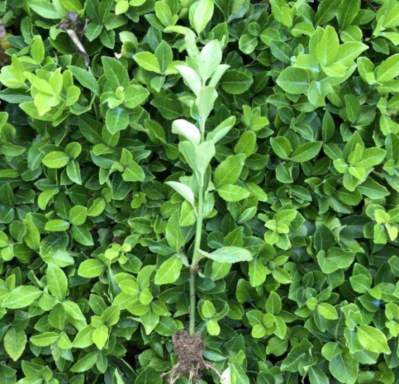 卫矛卫矛苗床苗各种规格大小苗欢迎实地考察