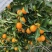 柑橘，广西桂林阳朔金桔