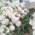 优质有机花菜，松花菜，质量好，青梗，白面，价格便宜，产地直发