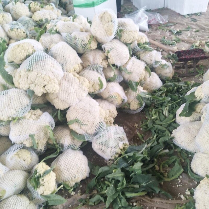 优质有机花菜，松花菜，质量好，青梗，白面，价格便宜，产地直发